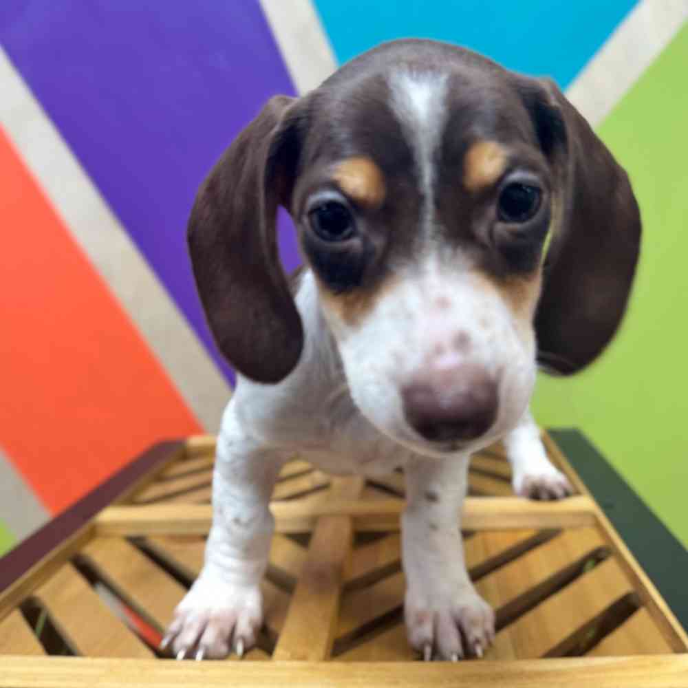 carousel pet images
