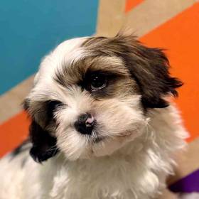 Shih Tzu
