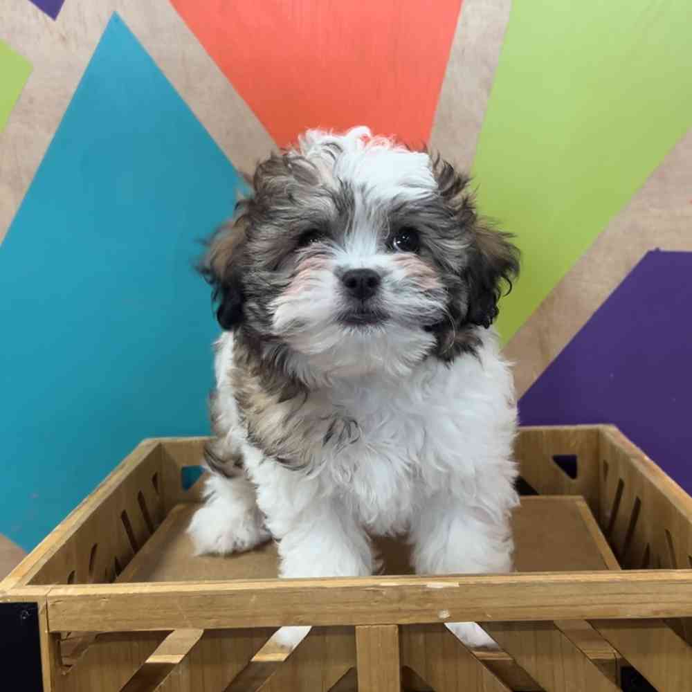 carousel pet images