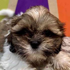 Shih Tzu