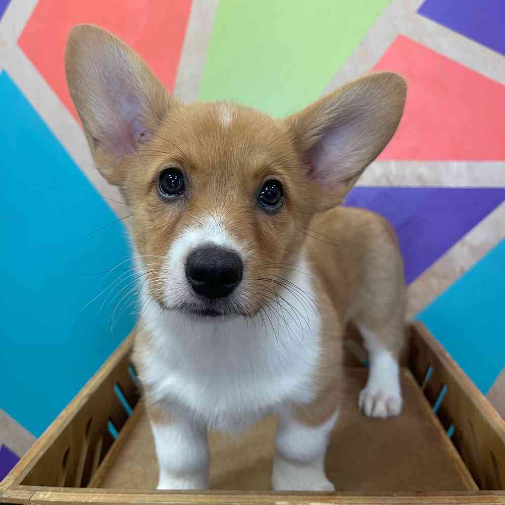 carousel pet images