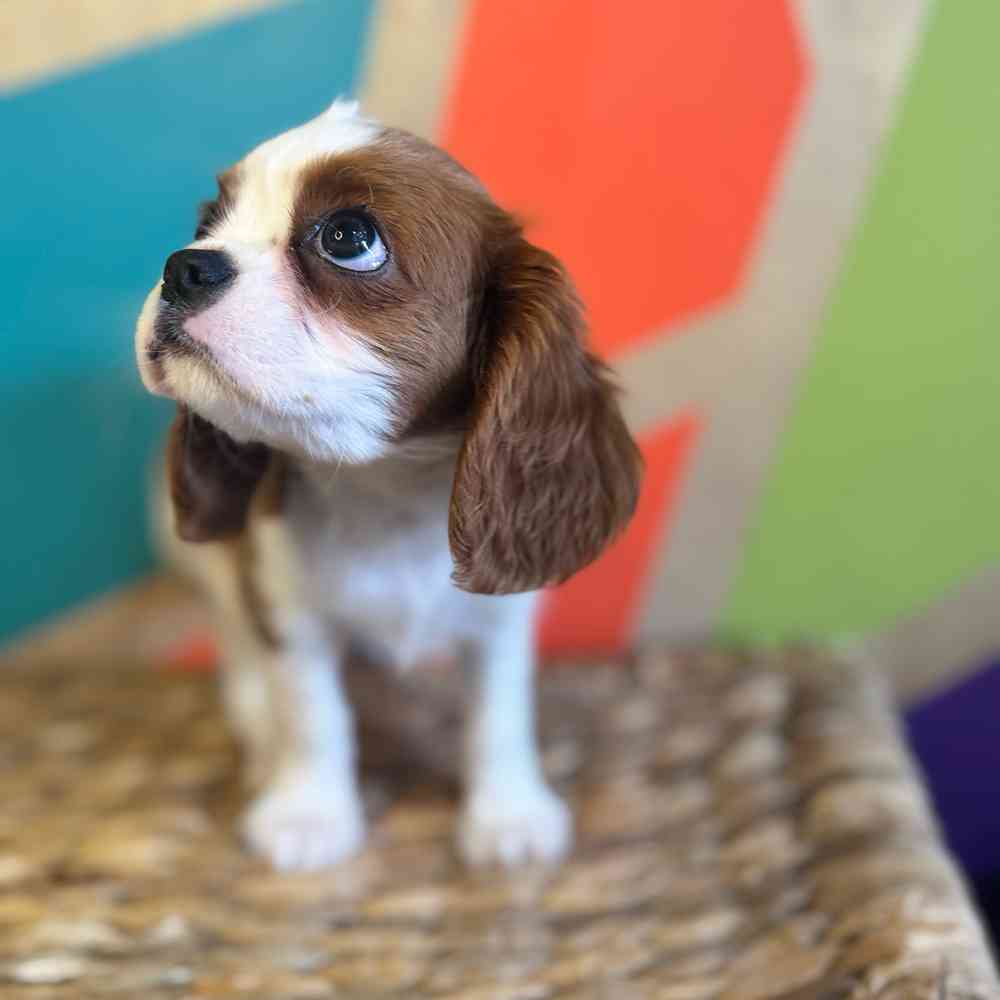 carousel pet images