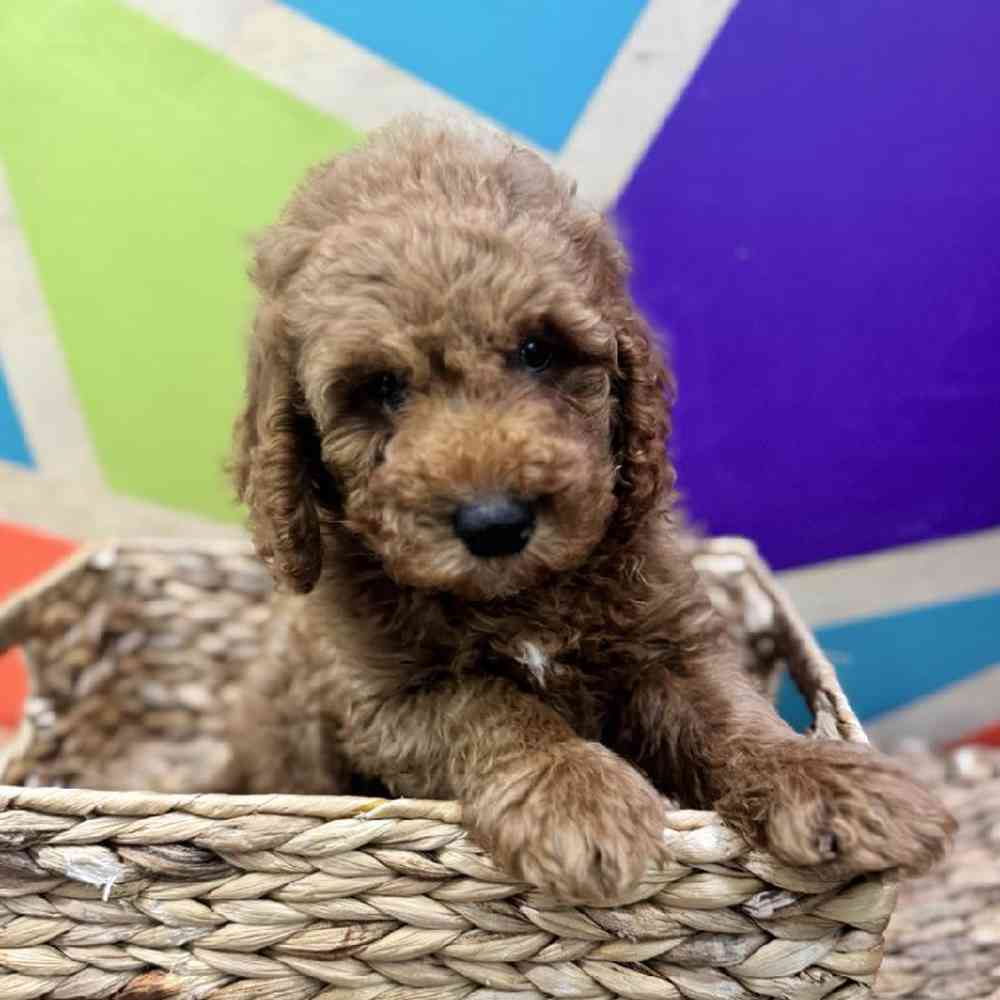carousel pet images