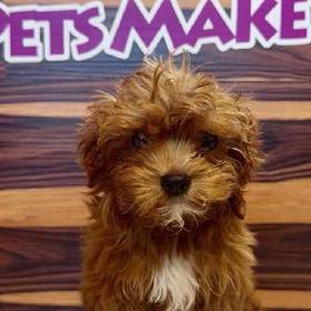 Cavapoo