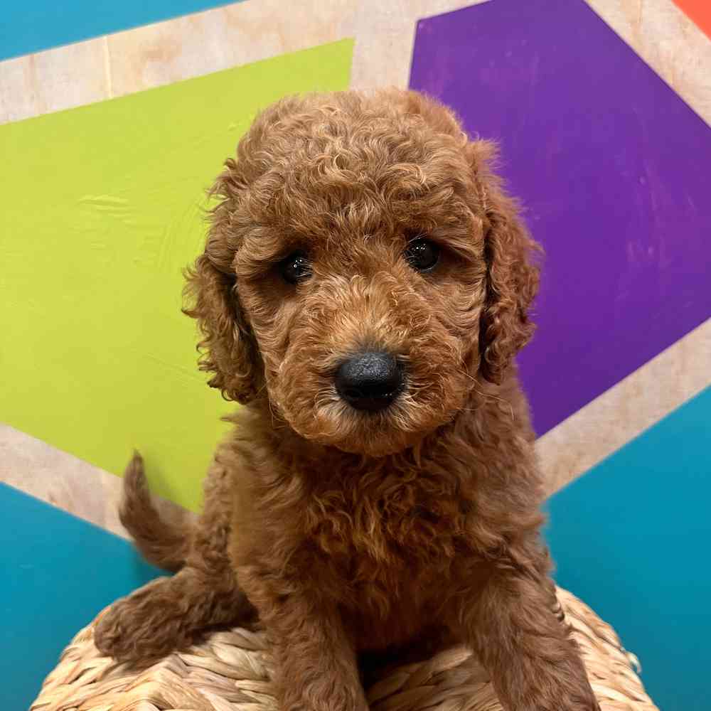 carousel pet images