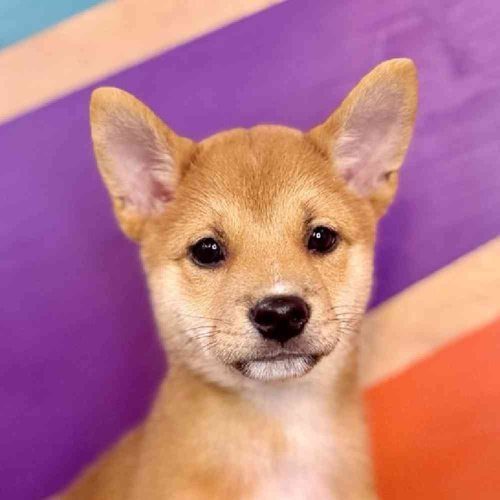 Image of a pet breed in the gallery