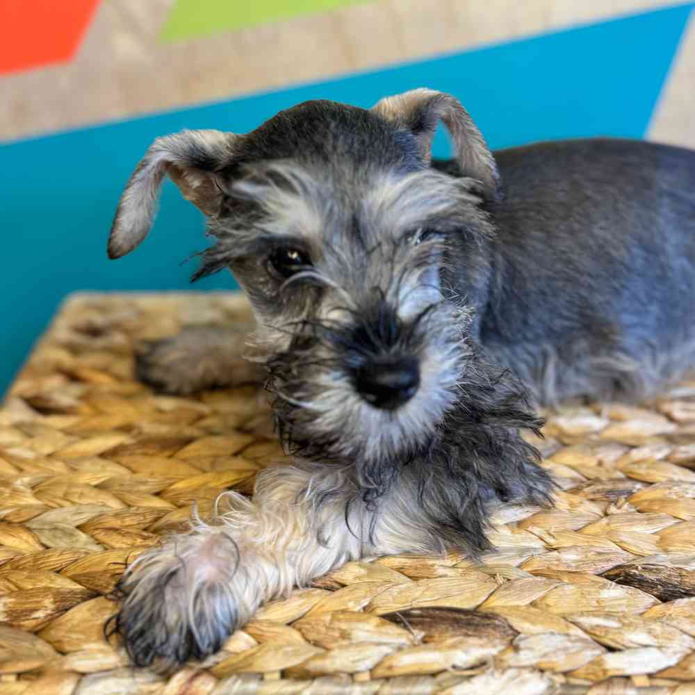 carousel pet images