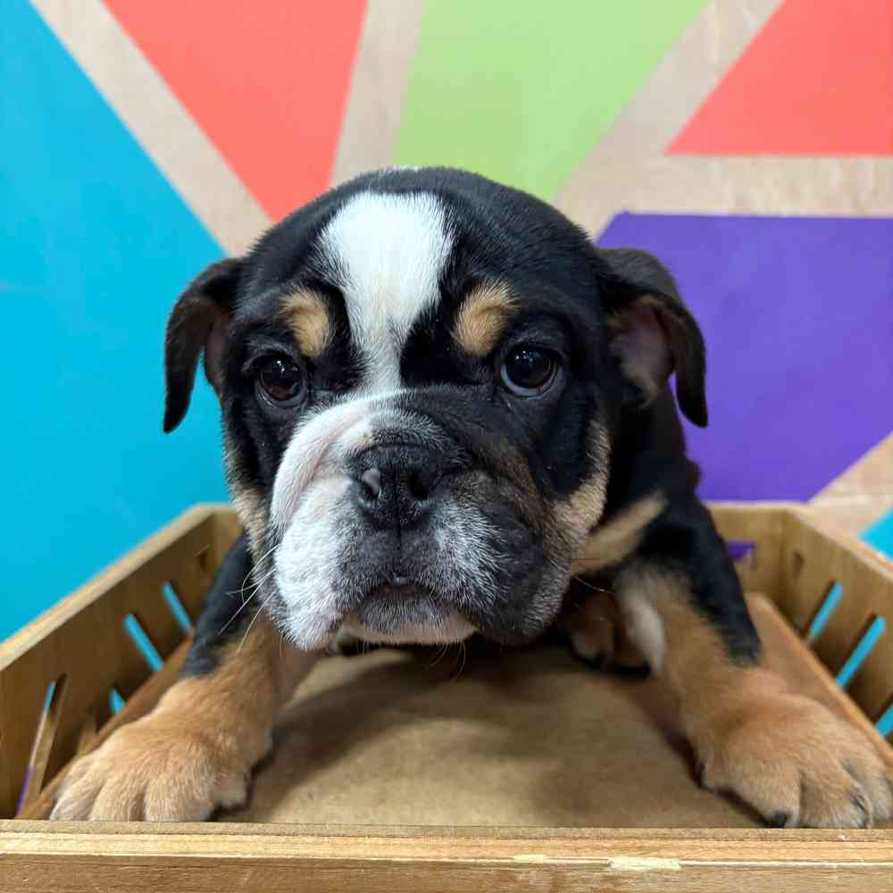 Image of a pet breed in the gallery