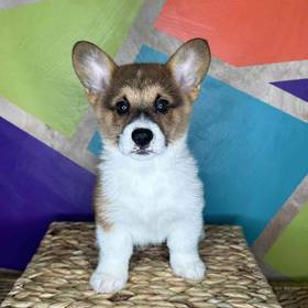 Pembroke Welsh Corgi