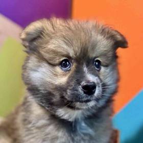 Pomeranian