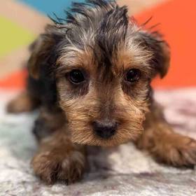 Yorkie