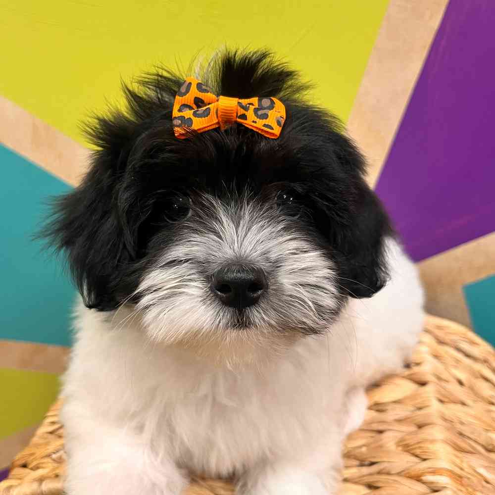 Image of a pet breed in the gallery