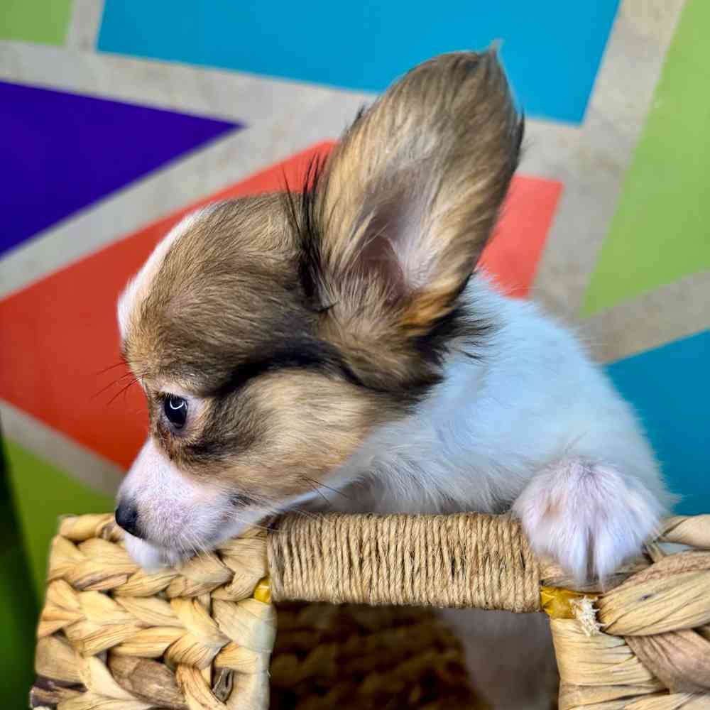 carousel pet images