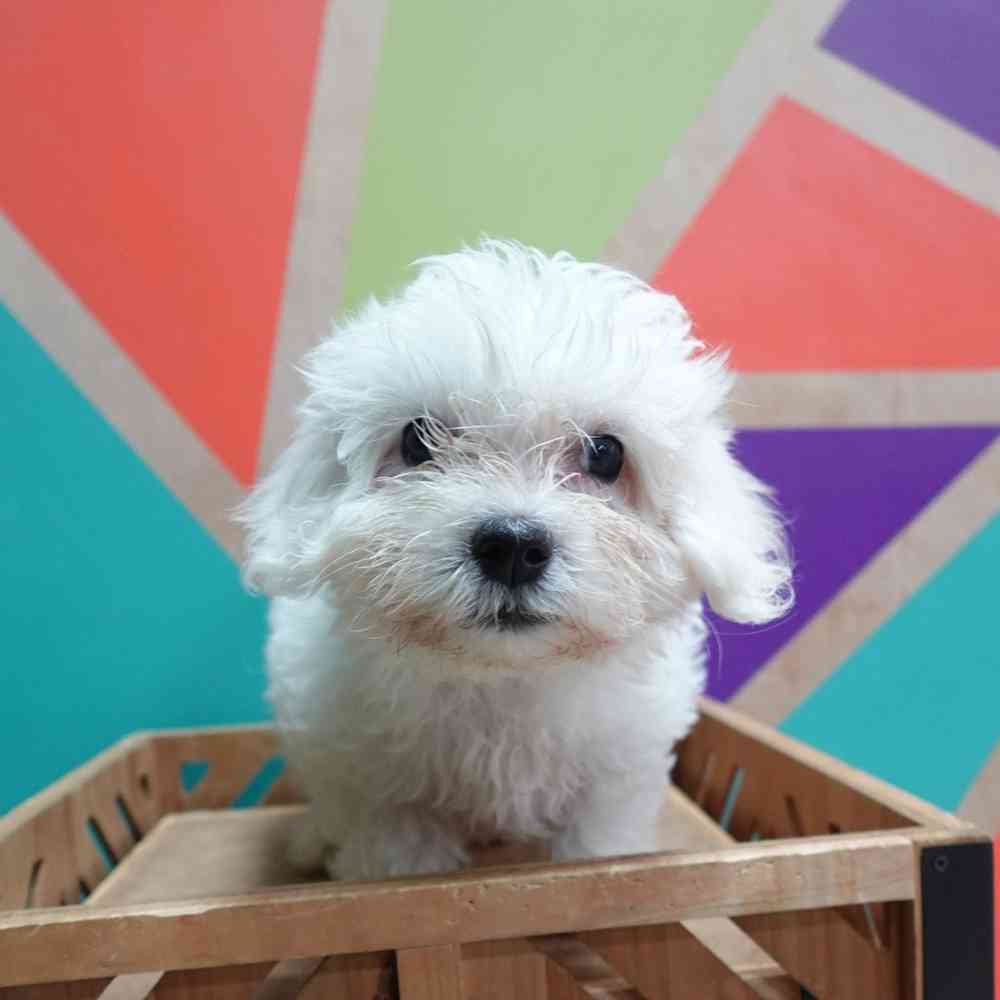 Image of a pet breed in the gallery
