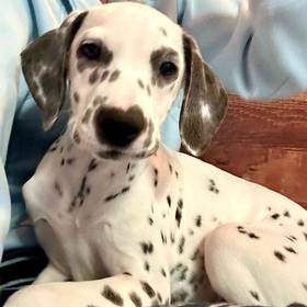 Dalmatian