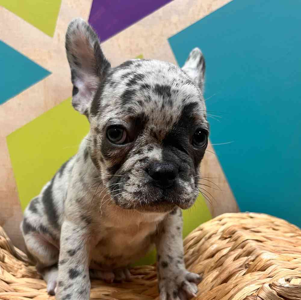 carousel pet images