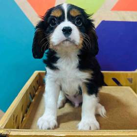 Cavalier King Charles Spaniel