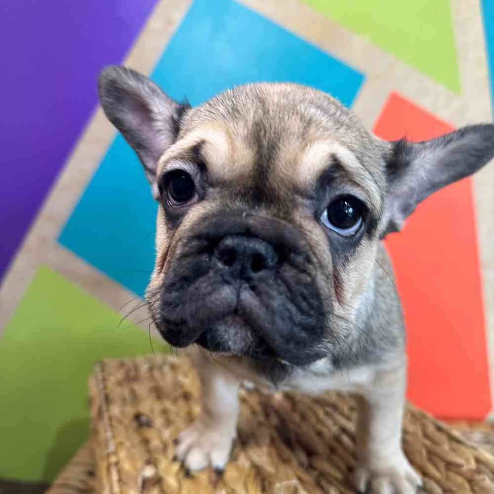 carousel pet images