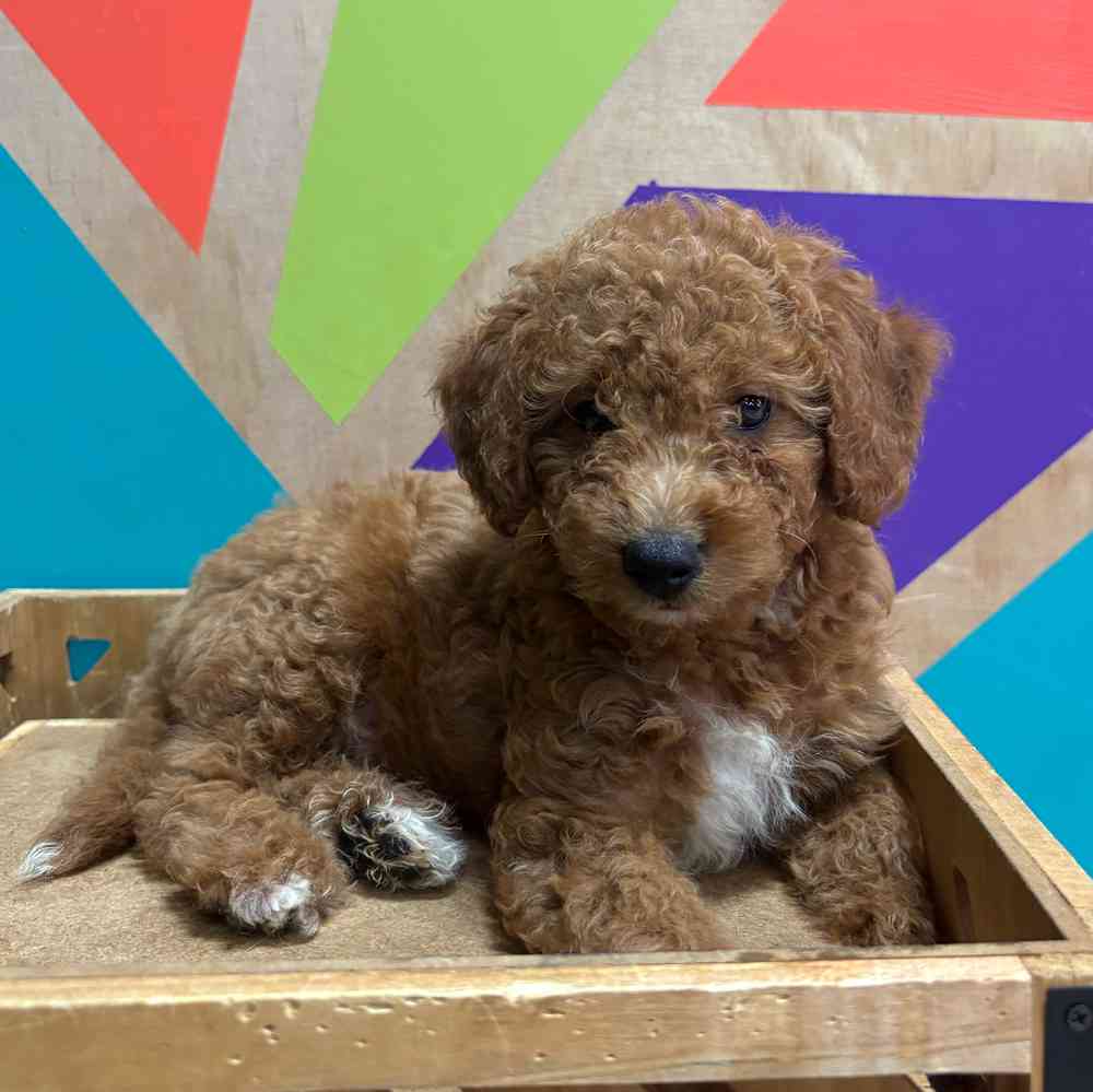 carousel pet images