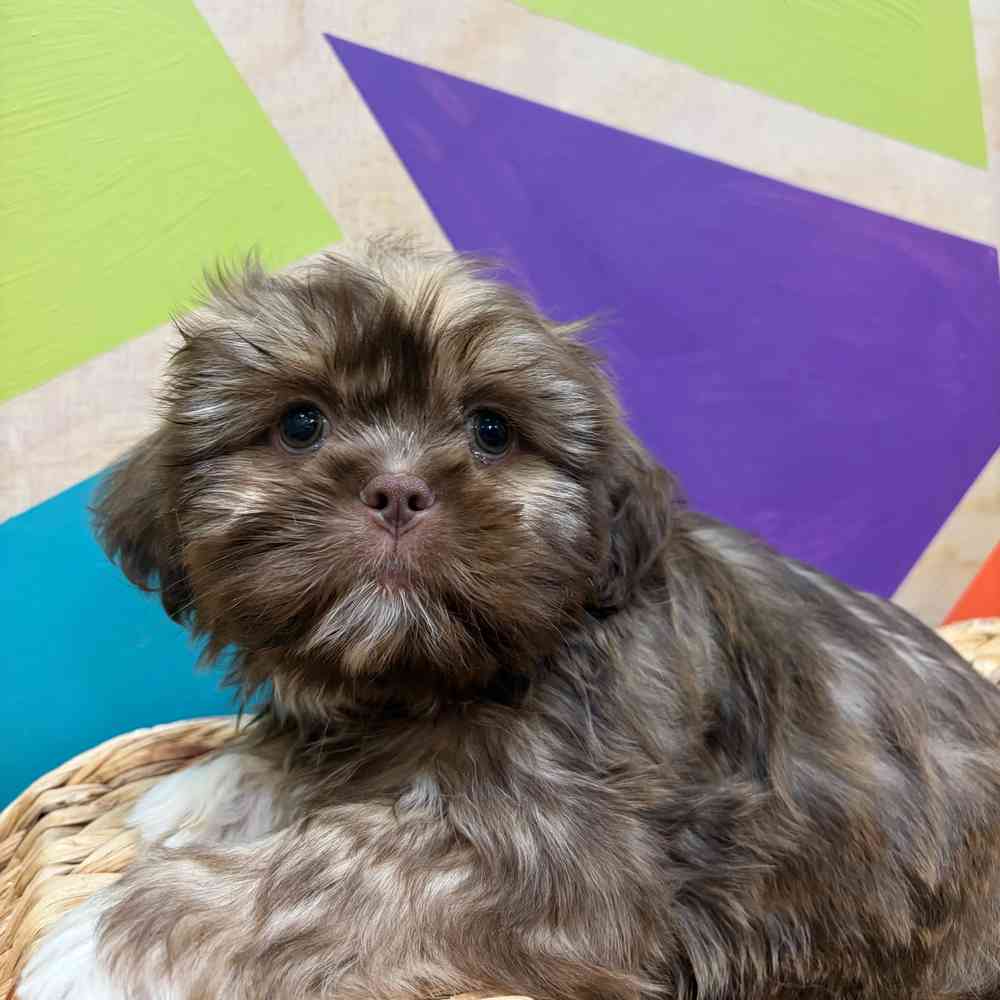 carousel pet images
