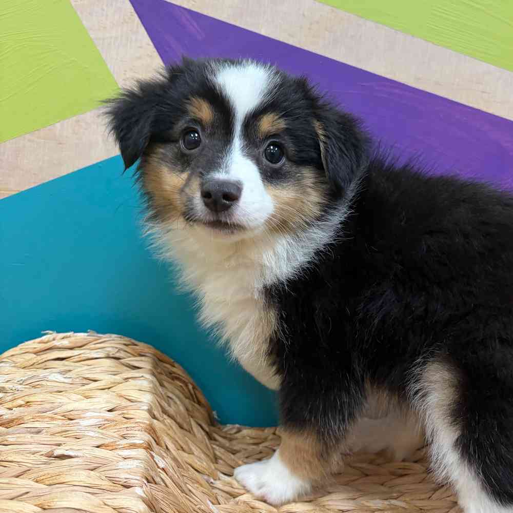 pet breed image
