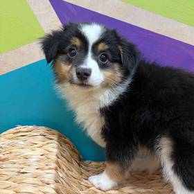 Miniature American Shepherd