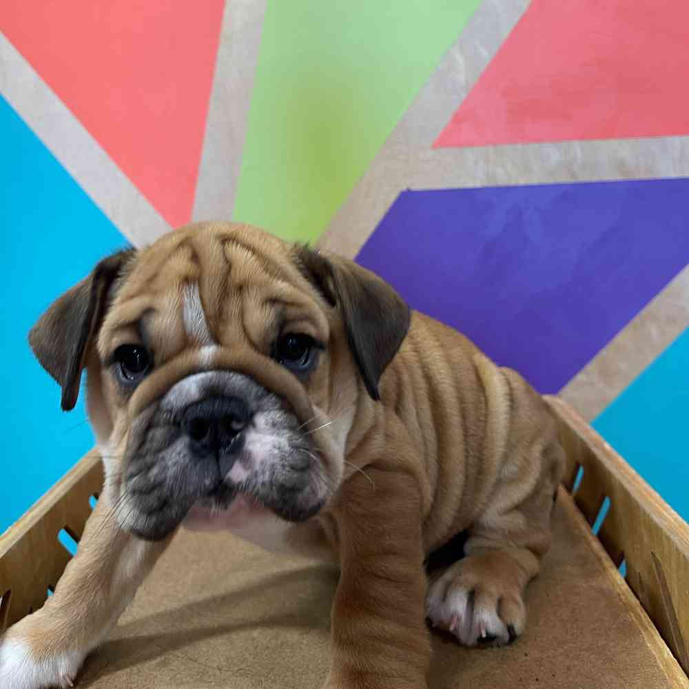 carousel pet images