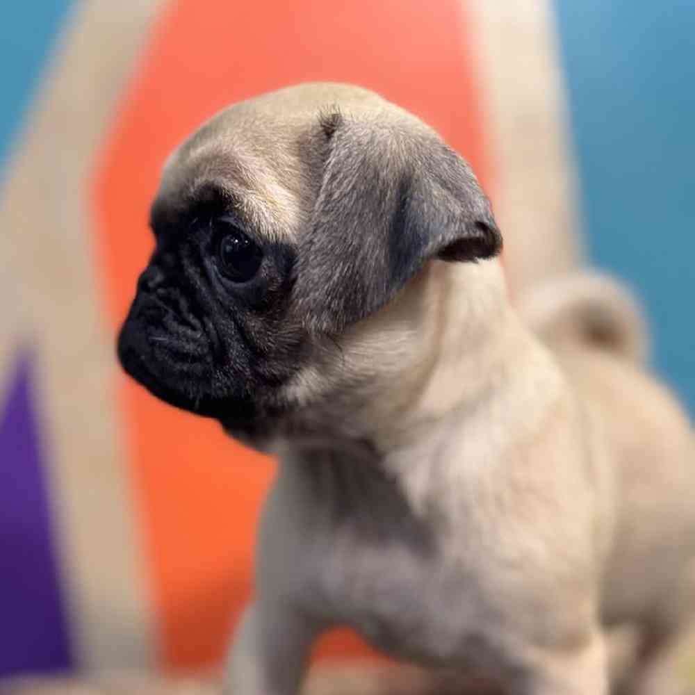 carousel pet images