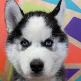Siberian Husky