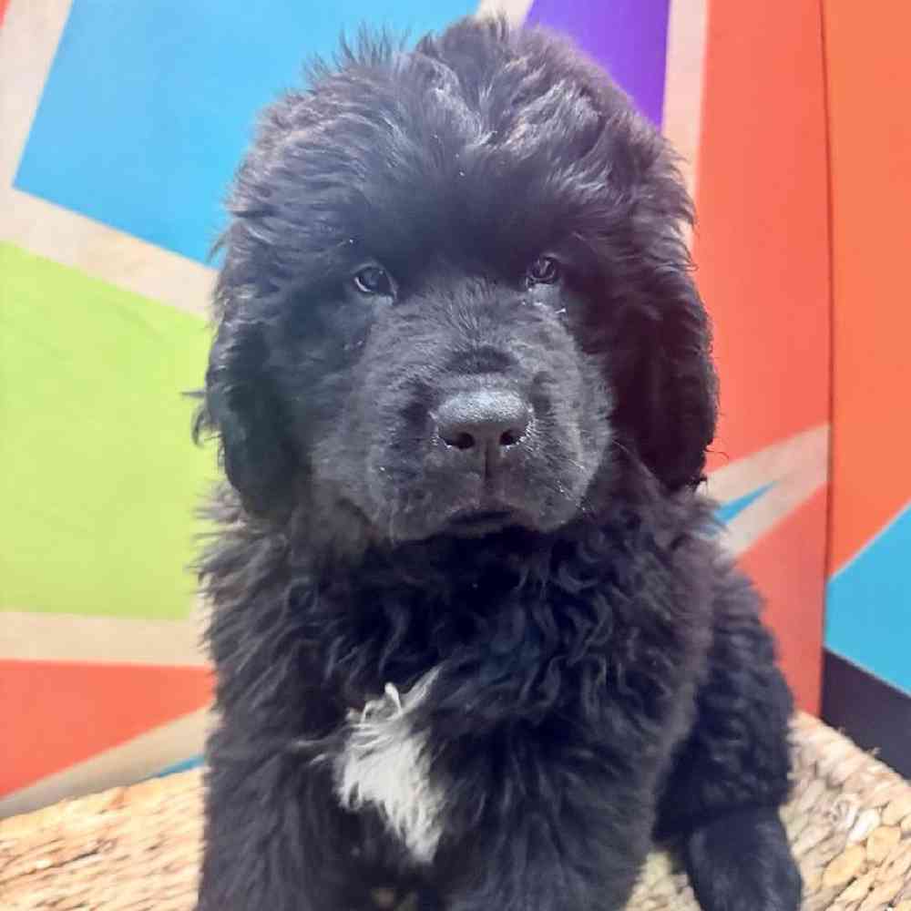 Image of a pet breed in the gallery