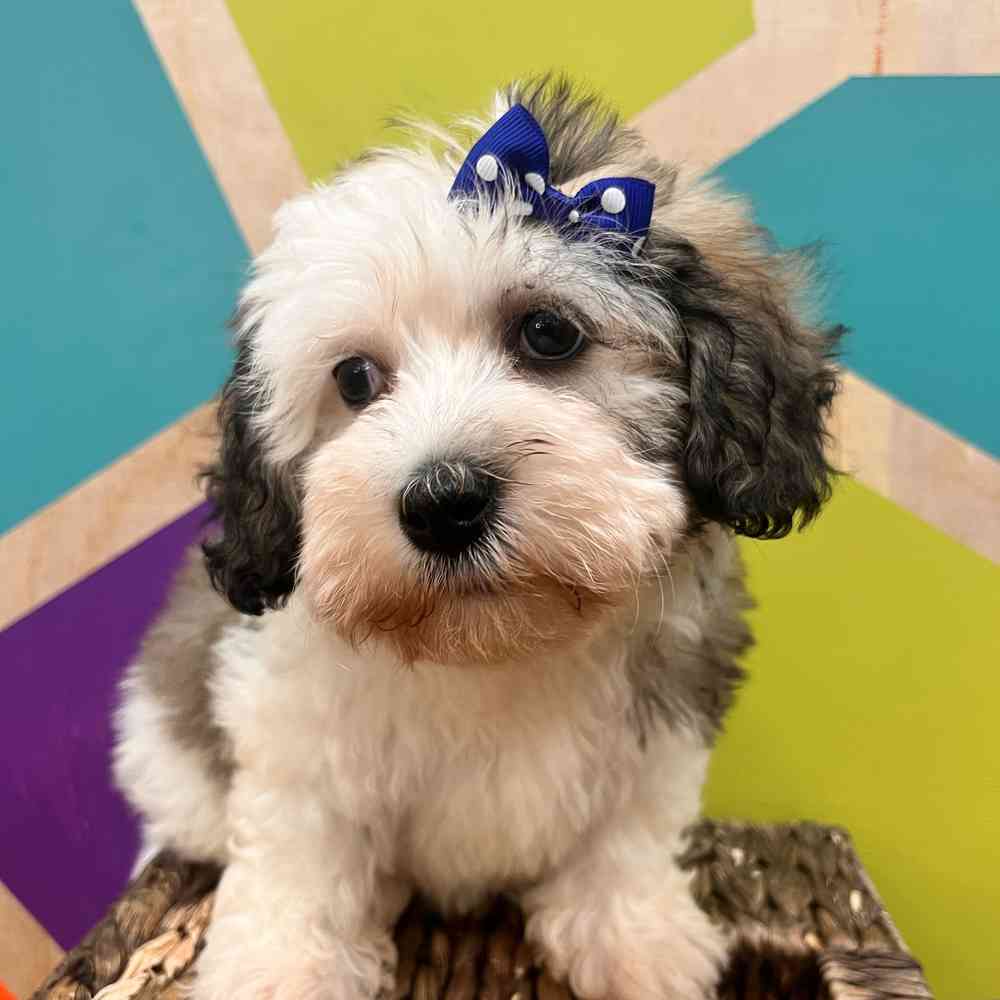carousel pet images