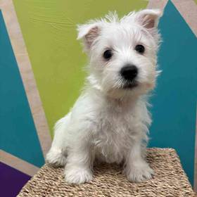 West Highland White Terrier