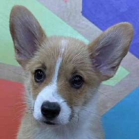 Pembroke Welsh Corgi