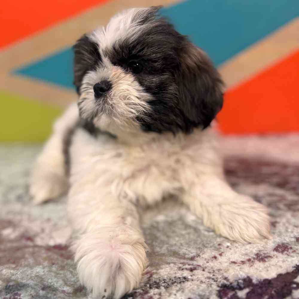 Image of a pet breed in the gallery