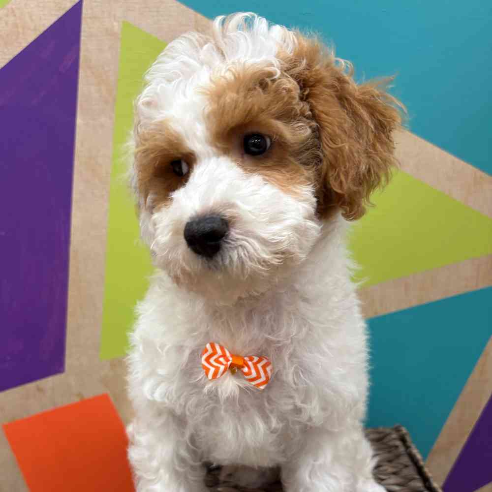 carousel pet images
