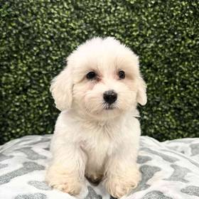 Coton De Tulear