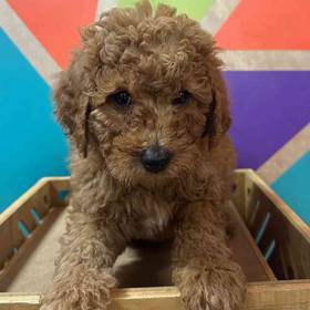 F1B Mini Goldendoodle