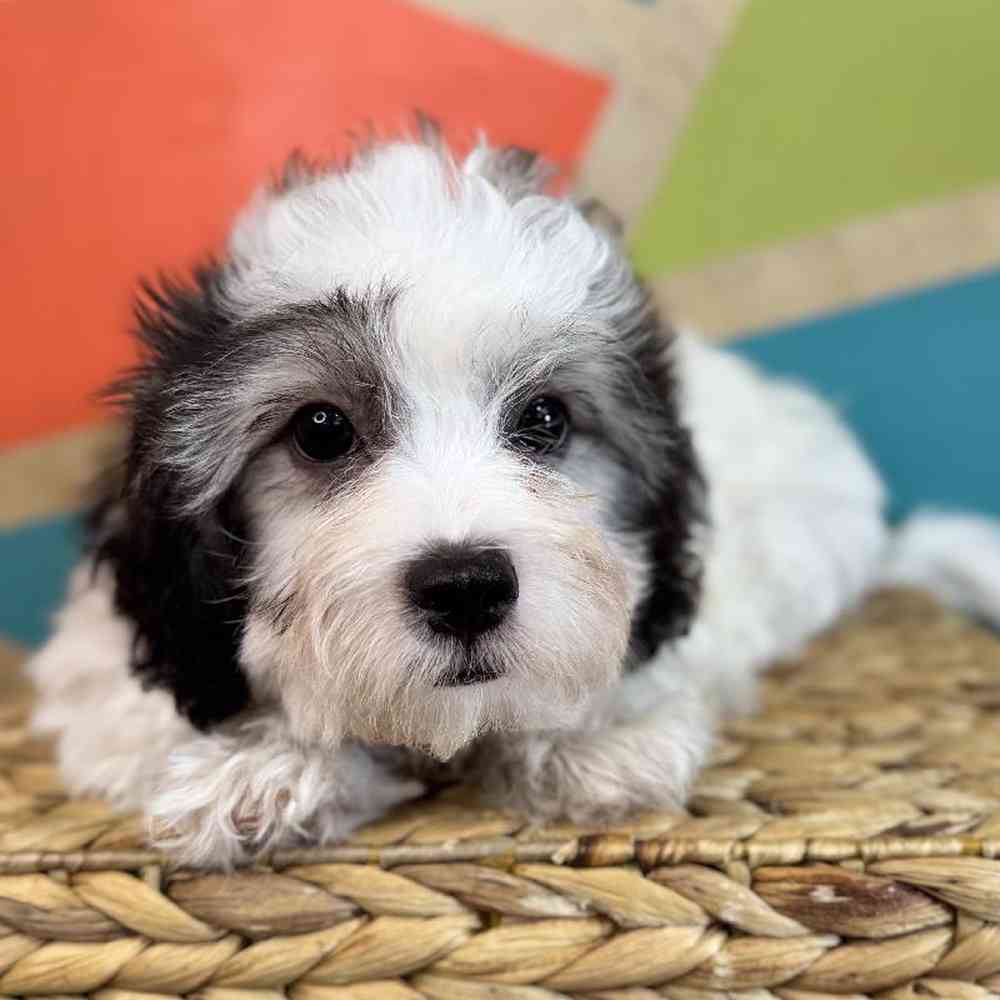 carousel pet images