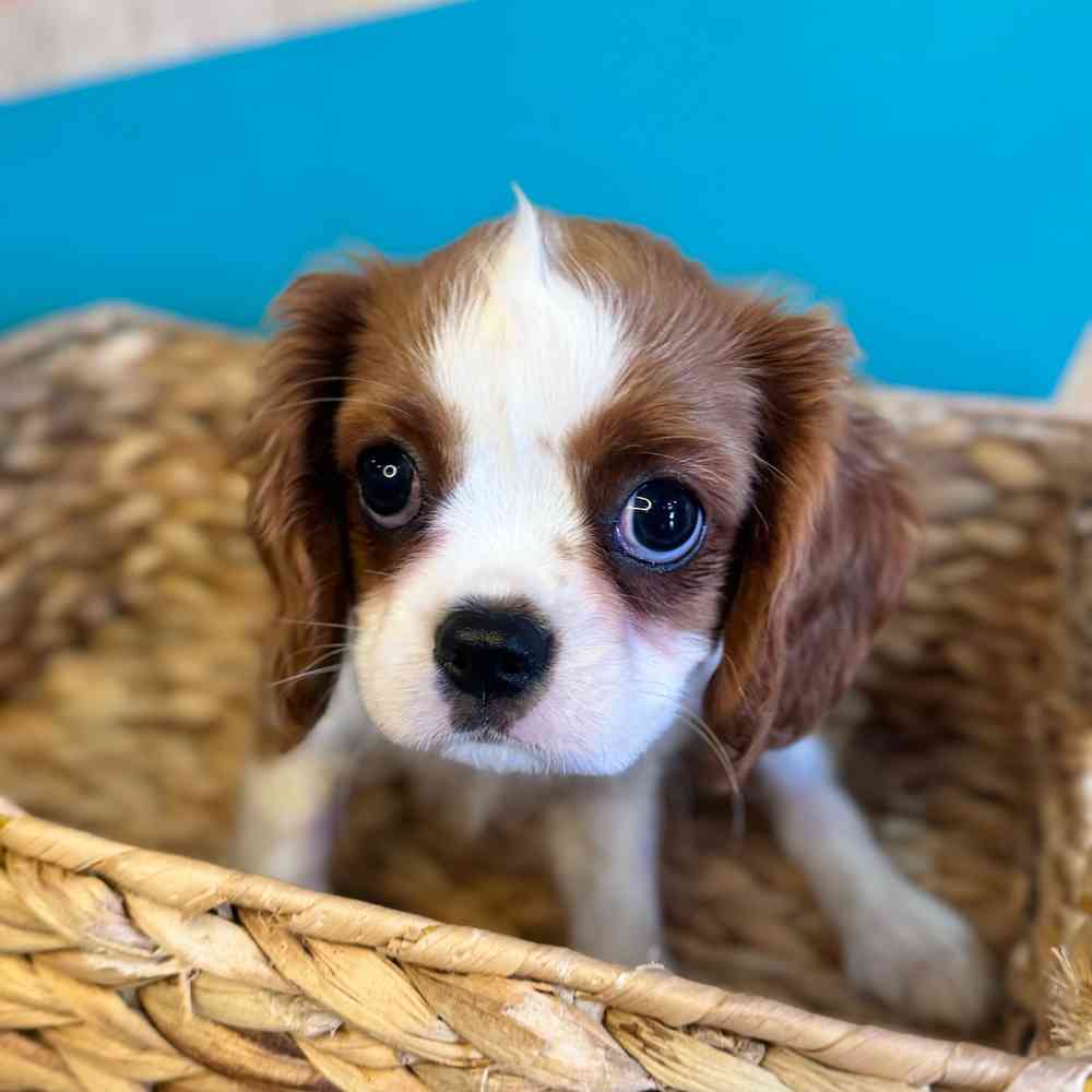 carousel pet images