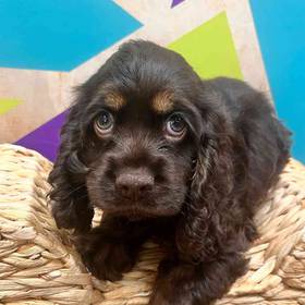 Cocker Spaniel