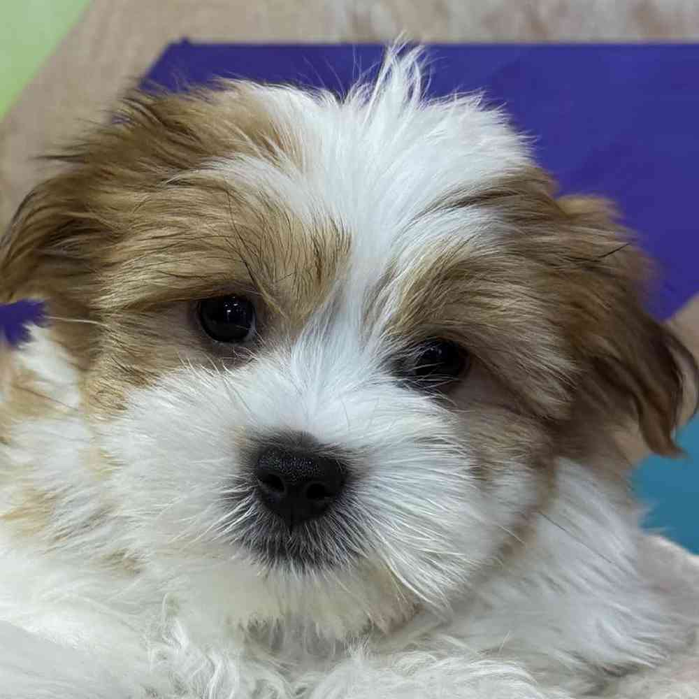 Image of a pet breed in the gallery