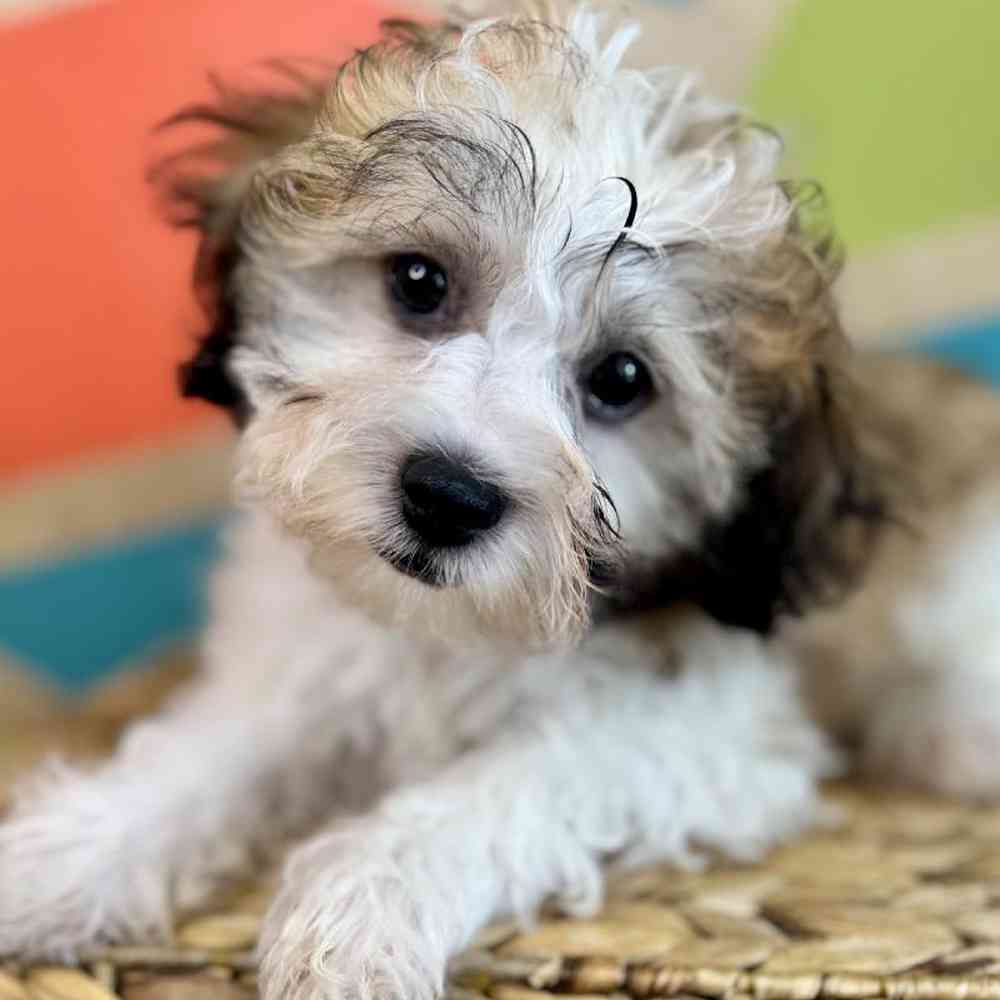carousel pet images