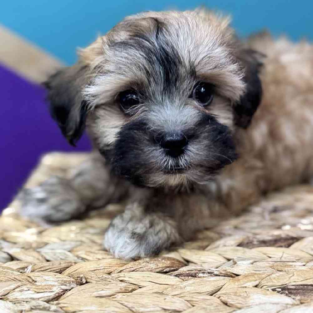 carousel pet images