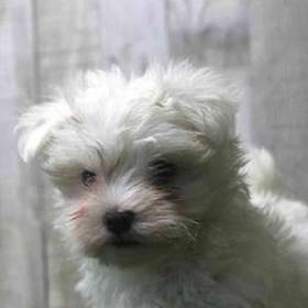 Maltese