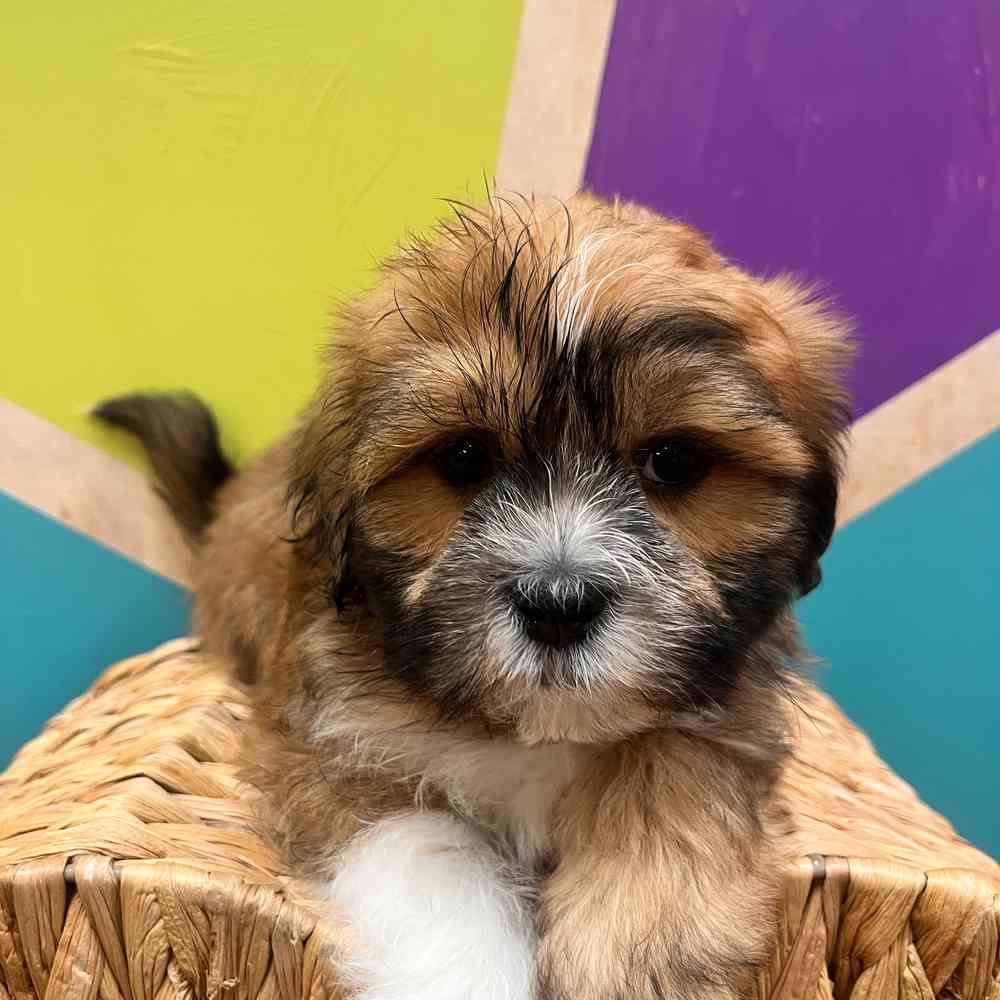 carousel pet images