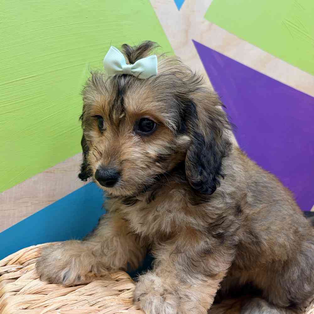 carousel pet images