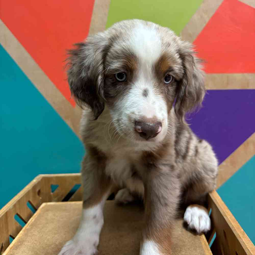 carousel pet images