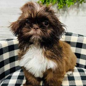 Shih Tzu