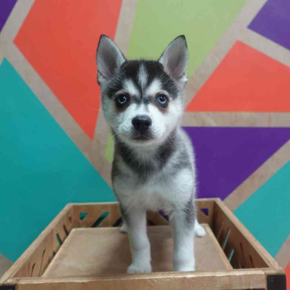 pet breed image