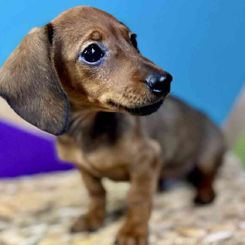 Image of a pet breed in the gallery